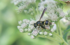 Euodynerus foraminatus