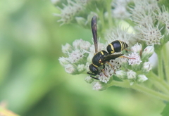 Euodynerus foraminatus