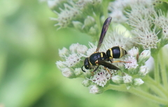 Euodynerus foraminatus