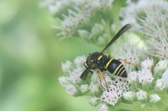 Euodynerus foraminatus