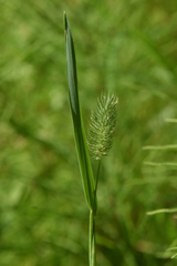 Phleum