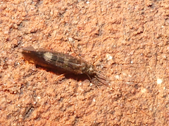 Polycentropodidae
