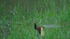 Jacana spinosa