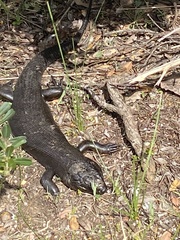 Egernia kingii