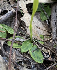 Pterostylis acuminata
