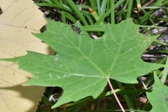 Cryptinae