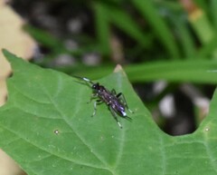 Cryptinae