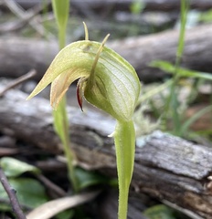 Pterostylis acuminata