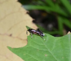 Cryptinae