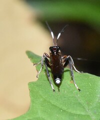 Cryptinae