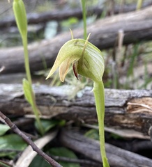 Pterostylis acuminata