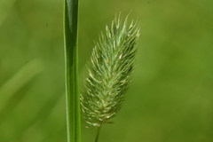 Phleum