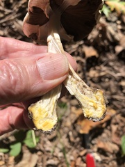 Agaricus leptocaulis