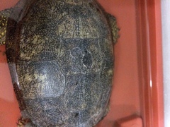 Emys orbicularis