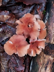 Laccaria bicolor