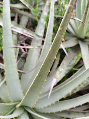 Puya venusta