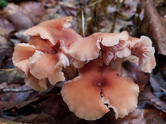 Laccaria bicolor