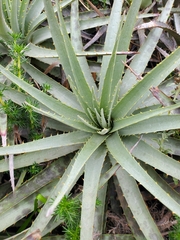 Puya venusta