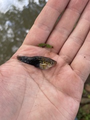 Xiphophorus variatus