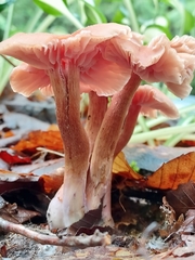 Laccaria bicolor