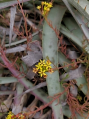 Quinchamalium chilense