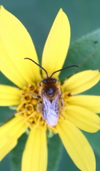 Melissodes trinodis