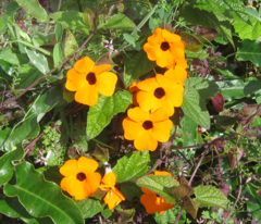 Thunbergia alata