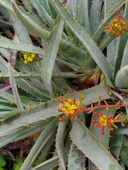 Quinchamalium chilense