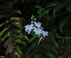 Epidendrum fimbriatum
