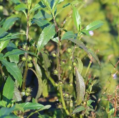 Hydrolea quadrivalvis