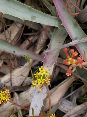 Quinchamalium chilense