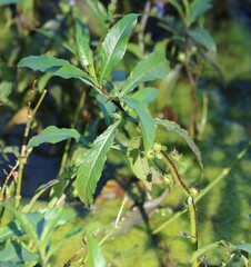 Hydrolea quadrivalvis