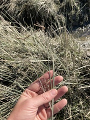 Juncus oxymeris
