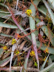 Quinchamalium chilense