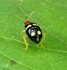 Gynandrobrotica lepida