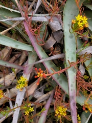 Quinchamalium chilense