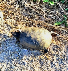 Emydoidea blandingii