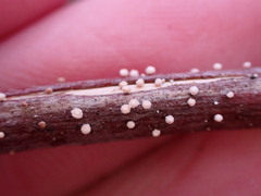 Capitotricha bicolor