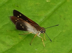 Calpodes triangularis