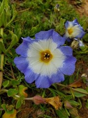 Nolana paradoxa