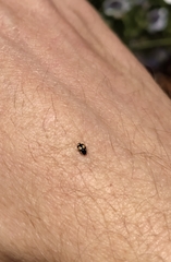 Hyperaspis festiva