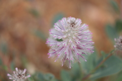 Ptilotus exaltatus