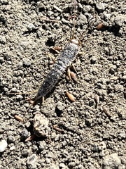 Allacrotelsa spinulata