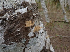 Sphaerophorus venerabilis