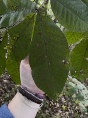 Carya ovata