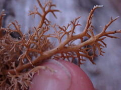 Sphaerophorus venerabilis