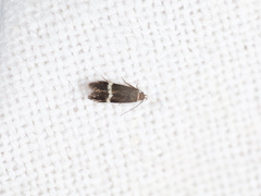 Aproaerema taeniolella