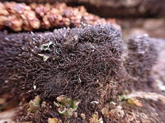 Cephaloziella