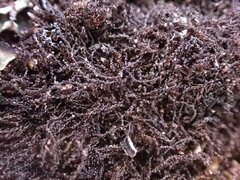 Cephaloziella