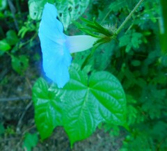 Ipomoea nil